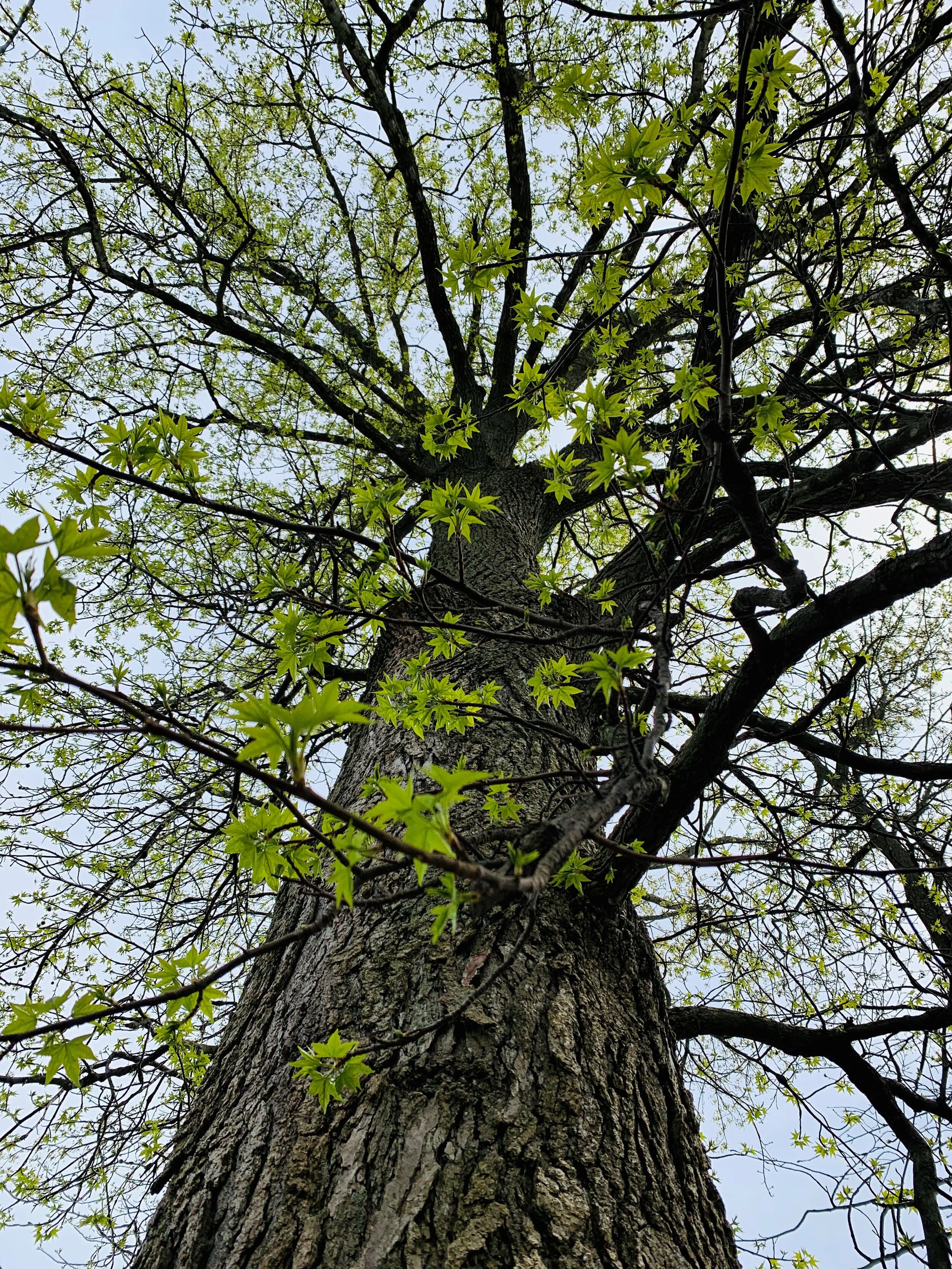 Happy Arbor Day! — Sikora Wells Appel Landscape Architecture